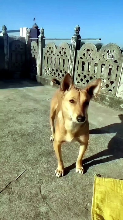 🥔😂 I threw a potato... and Kottu chased it like it was the greatest treasure ever! 🐶💨❤️