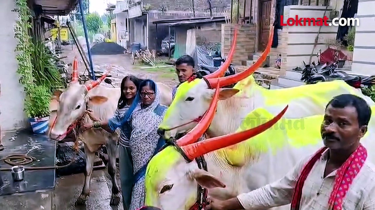 सजवलेल्या बैलजोड्यांची स्पर्धा पण बैलच बिथरला नि हौश्या नवश्यांचा जखमी होताच रंगच उतरला_1
