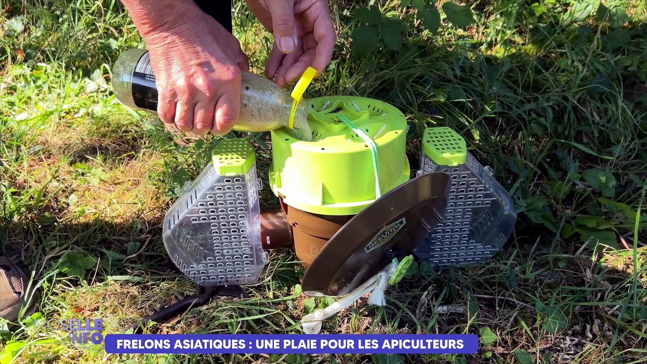 Frelons asiatiques : une plaie pour les apiculteurs
