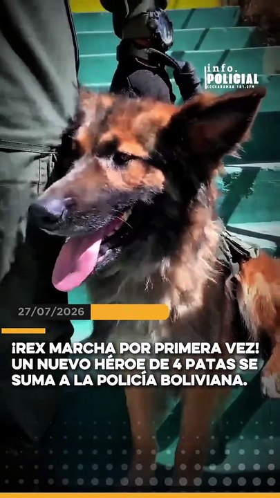 rex desfilando