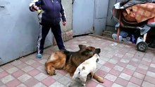 Весёлая милая семейка! Кобель длинношерстной немецкой овчарки Дакар, щенок Фанни и крутой мопс Марго