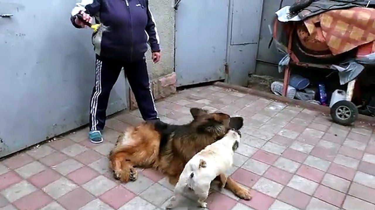 Весёлая милая семейка! Кобель длинношерстной немецкой овчарки Дакар, щенок Фанни и крутой мопс Марго