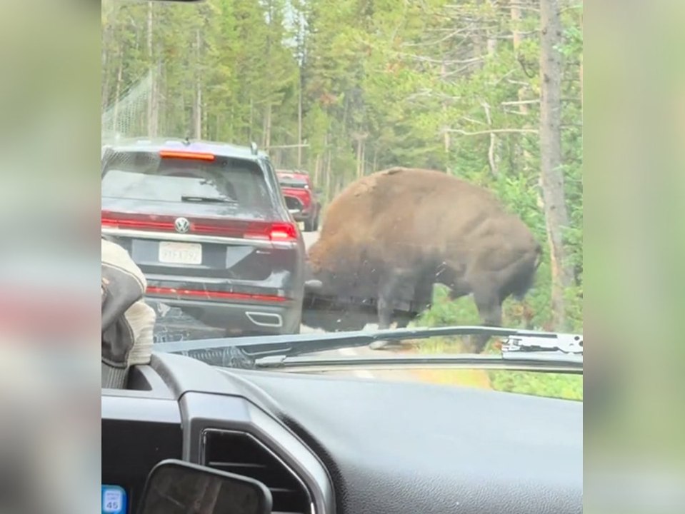 Reifen geplatzt! Bison attackiert Auto