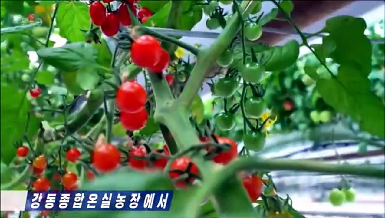 Fazenda Geral de Estufas de Kangdong