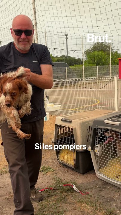 14 chiens d'un chenil sauvés des flammes