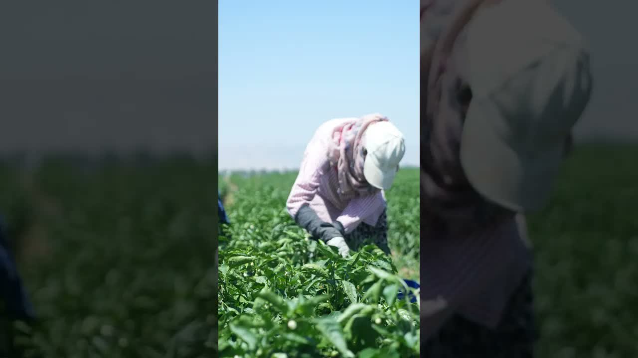 Tarım İşçileri Kavurucu Sıcağa Rağmen Biber Hasadını Sürdürüyor