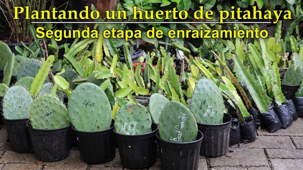 Preparando nuestra pitaya para el huerto