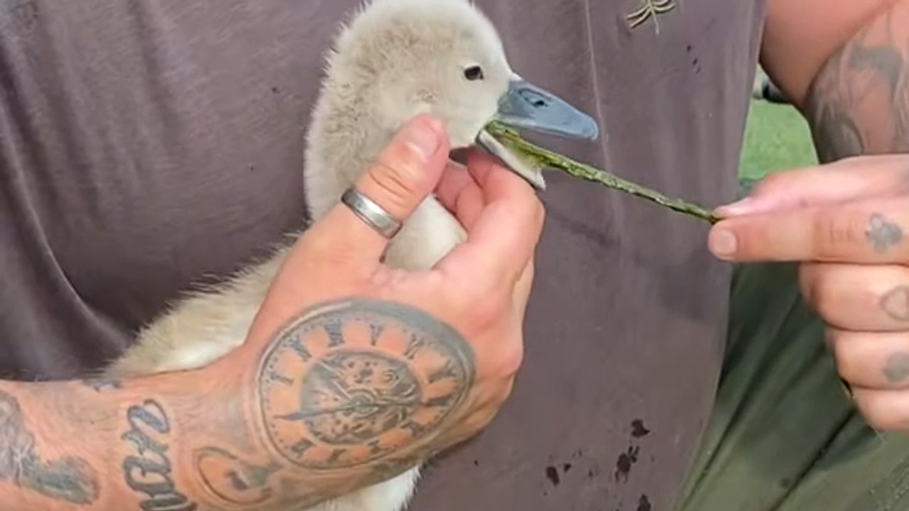 Heroic Rescue: Man Saves Struggling Baby Swan and Reunites It with Parents