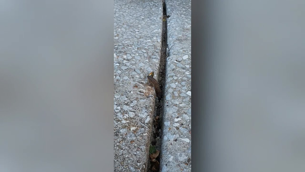 Snake Emerges From Crack to Swallow Fish Whole