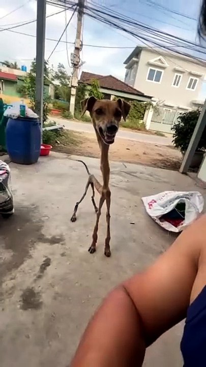 So tell me, what animal is that you see in this video? Is it really a dog?