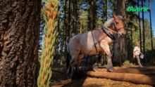 Débardage au cheval : un savoir-faire vivant à découvrir à Demo Forest 2026