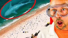 Avistamientos increíbles de megalodón que demuestran que sí existe
