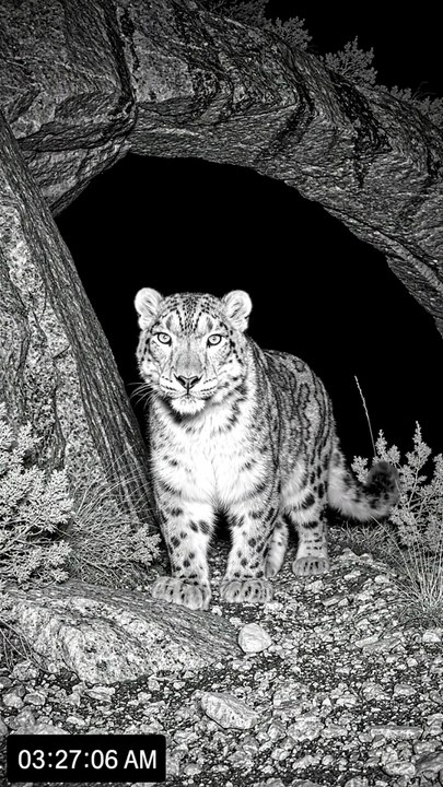 Wild Animal spotted | Like and follow for more