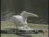 Pelican eats live pigeon