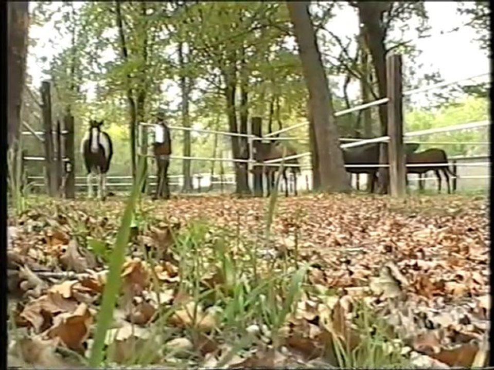 Un cavallo per amico