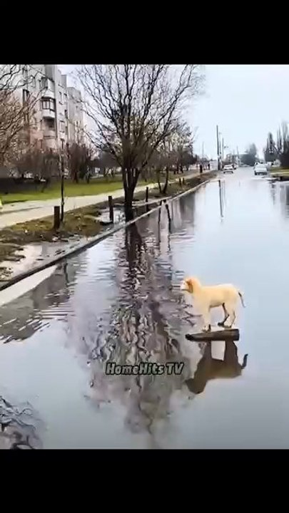 Humanity wins