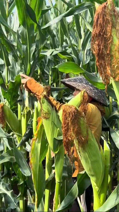 Delicious corn 🌽