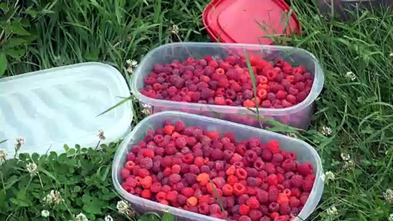 28 juillet TOPO MB framboises