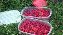 28 juillet TOPO MB framboises