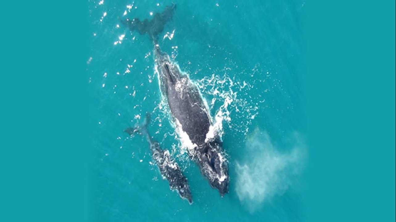 Humpback Calves Are Close Talkers