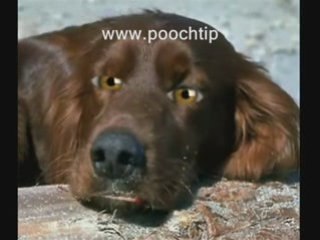 Dog Toys Keeping Your Dogs Attention