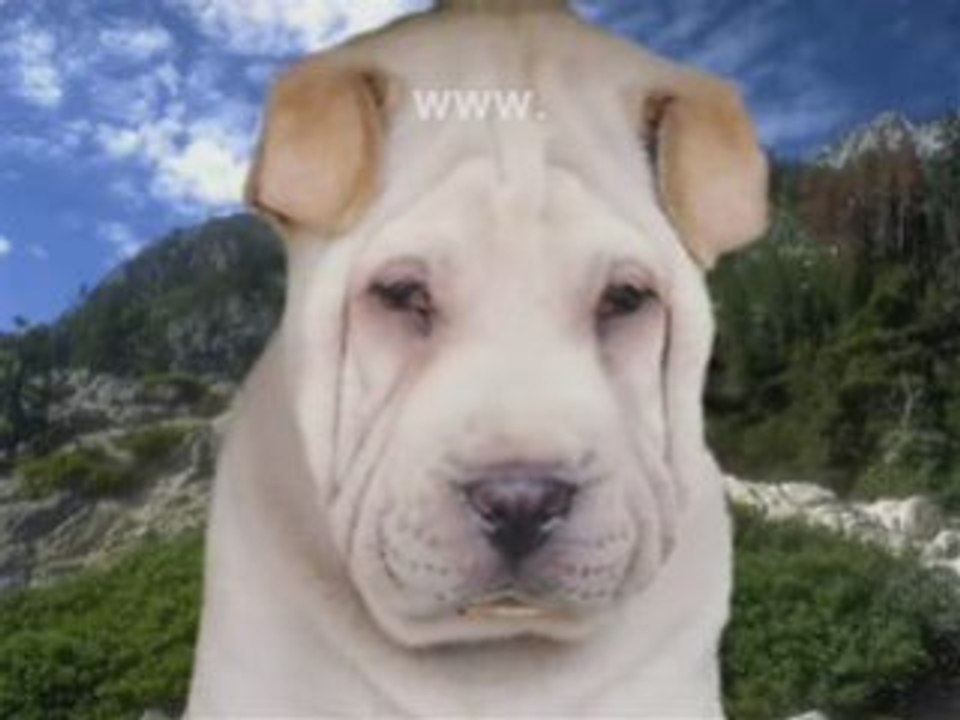 Dog Dental Problems Canine Health Problems