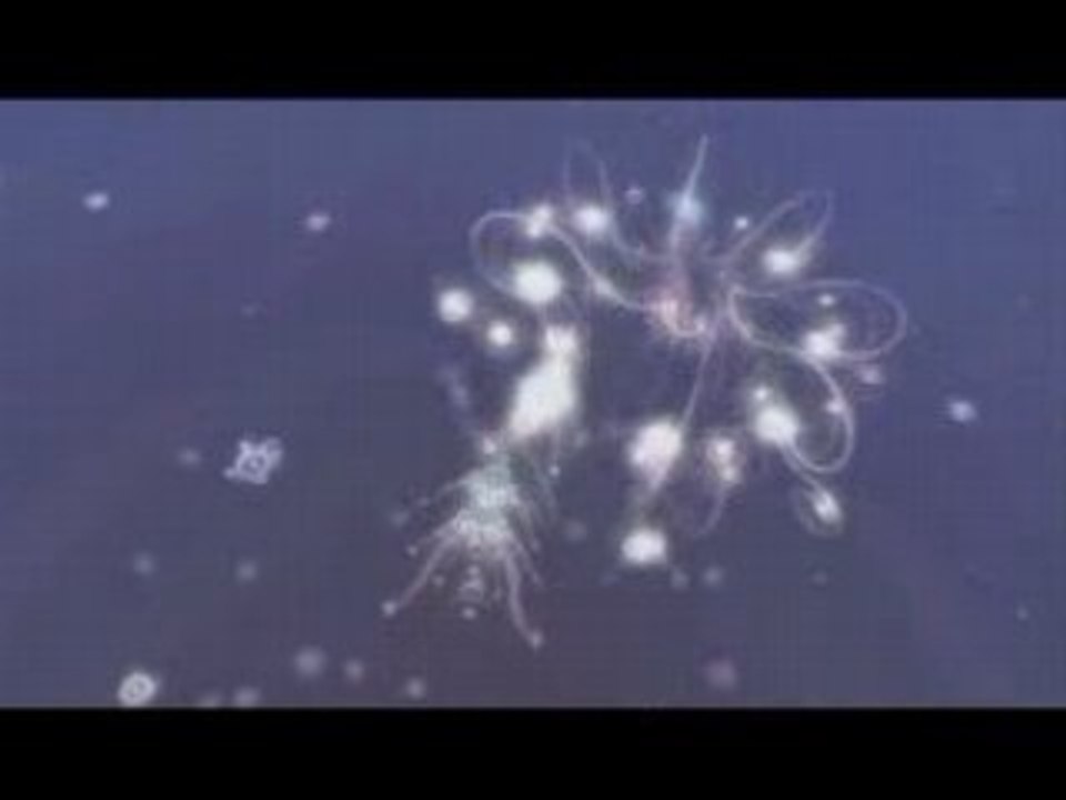 flOw PSP Game Download