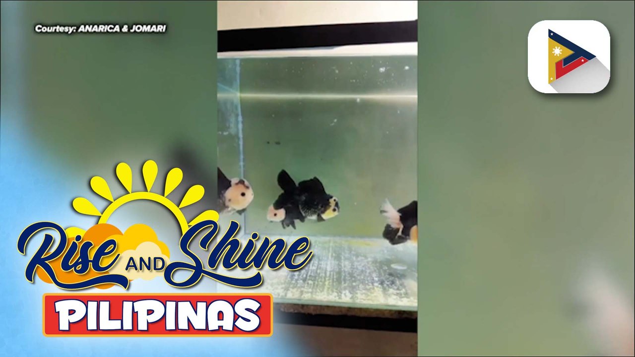 Wednesday Pet's Day | Mga cute at intelligent goldfish