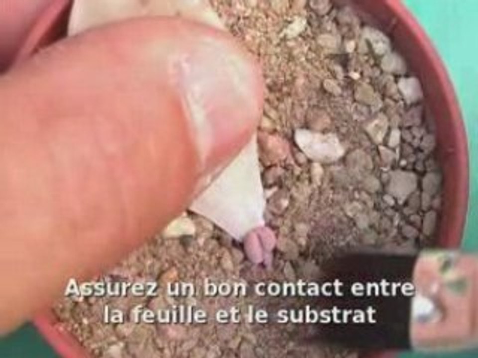 Bouturage de cactus et plantes grasses