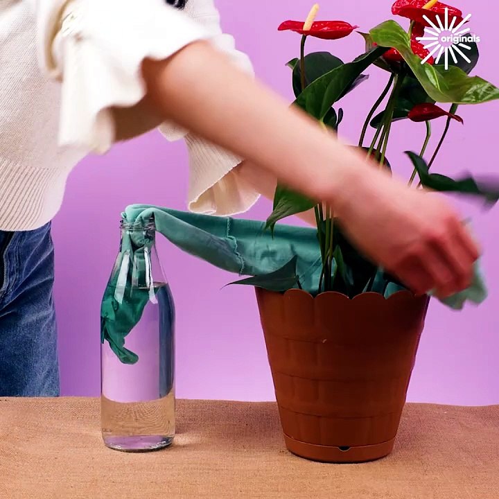 Spring hacks for a beautiful garden🌺