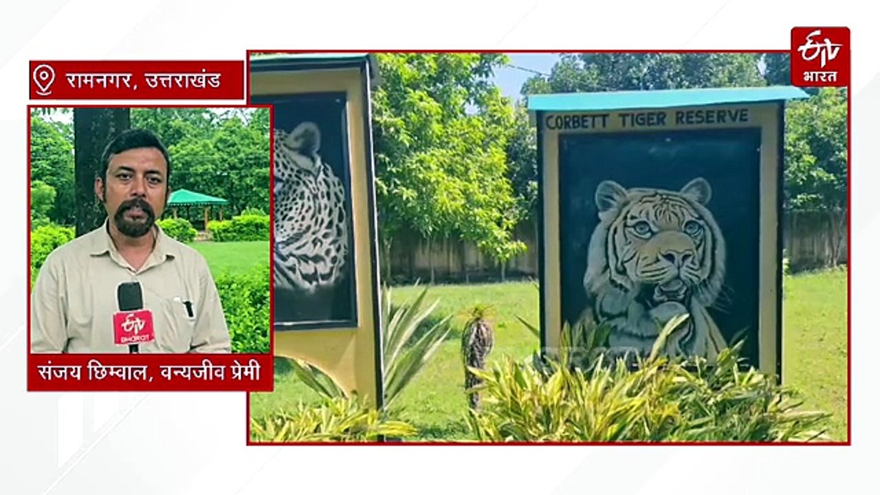International Tiger Day: बाघों ने बदली कॉर्बेट की तस्वीर, पर्यटन से रोजगार तक बढ़ी रफ्तार