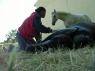 Tano_dodo_avt_bureau 014