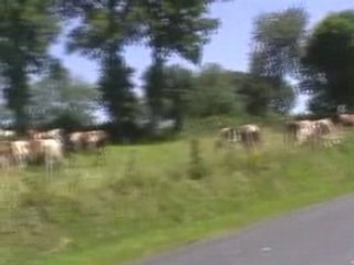 Tour de France 2008 - Les vaches creusoises