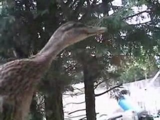 caneton d'allongeoire de l'annee 08