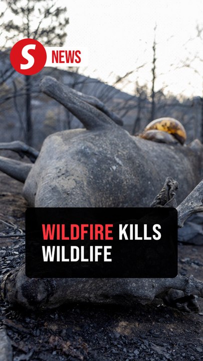Wildlife suffers and dies as wildfire burns near Madrid