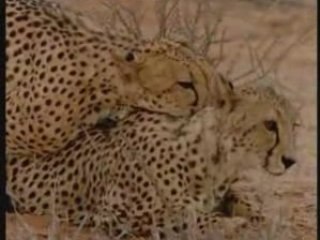 NATIONAL GEOGRAPHIC guépards  La Course Pour La Vie.4