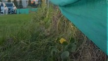 Shell Cove Sportsfield project entry point sparks months-long debate with Council over safety concerns