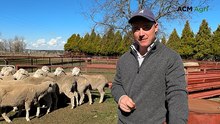 The young New England producer redefining sheep genetics