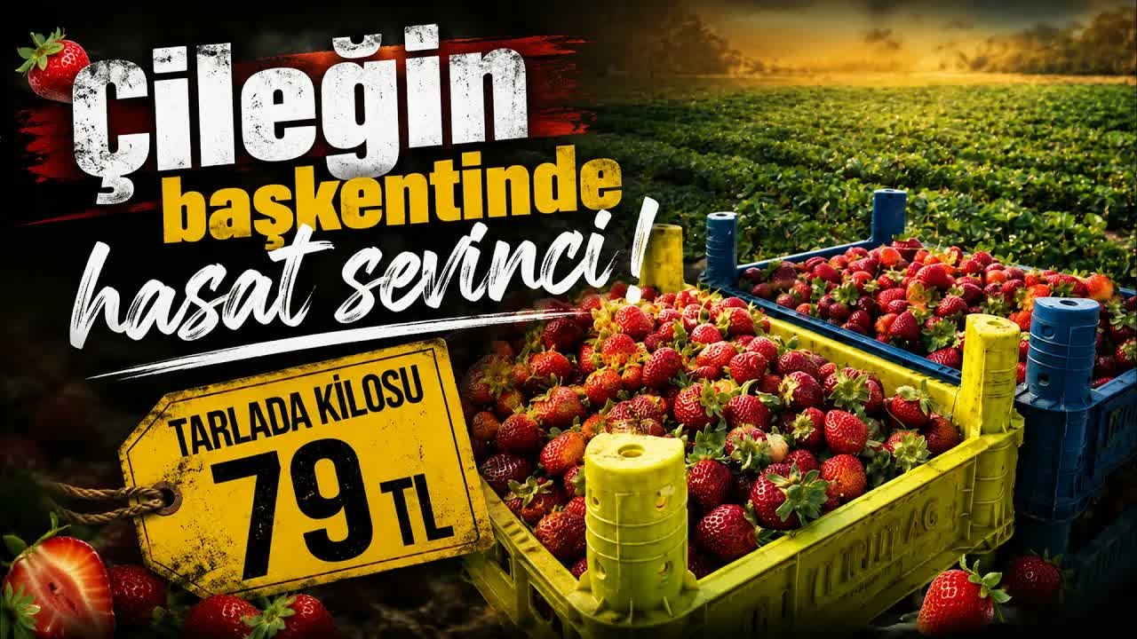 Kaz Dağları Eteklerinde Çilek Mesaisi: Verim ve Fiyat Üreticiyi Sevindirdi