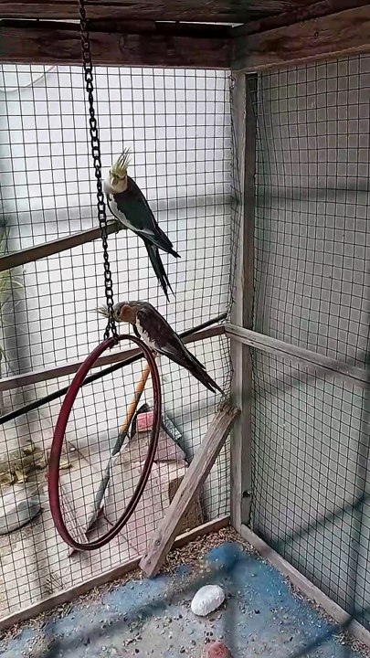 Beautiful Cockatiel Parrots 🦜 | Cute Bird Moments