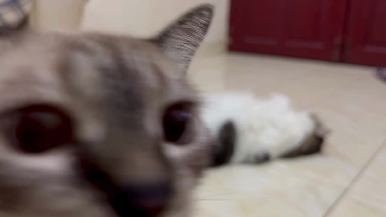 Cat Lounges Peacefully While Another Curious Cat Photobombs