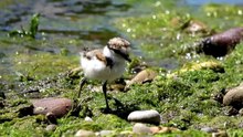 do baby birds drink water