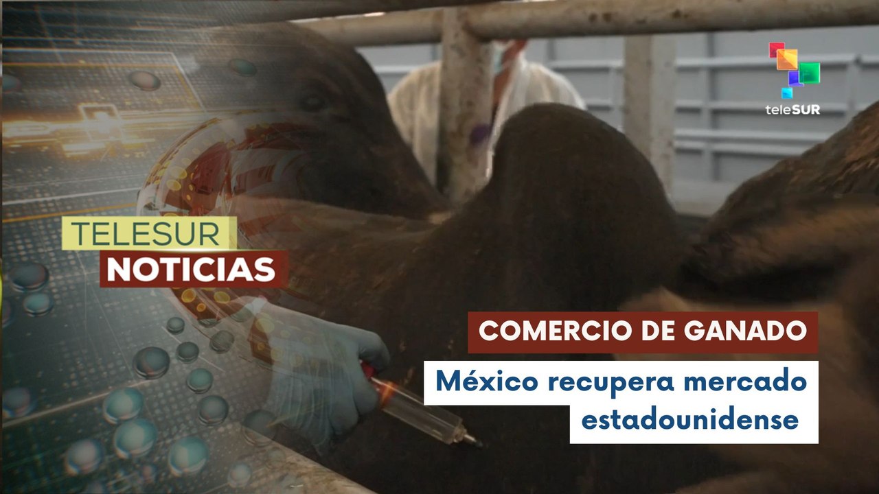 Se reanudan las exportaciones de ganado vivo de México hacia Estados Unidos