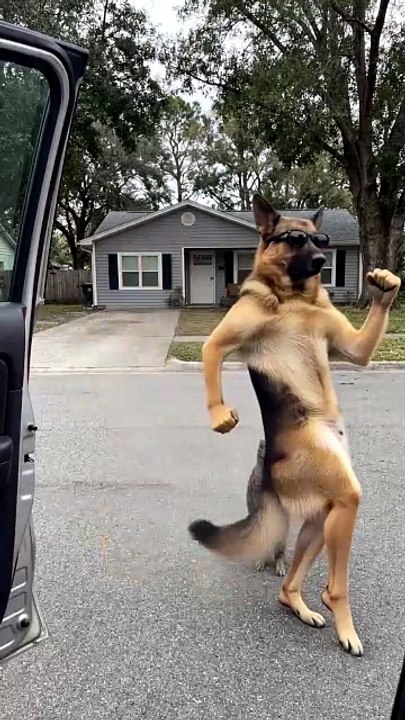 funny dog