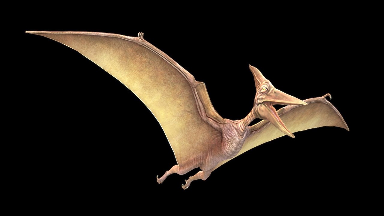How Pterosaurs Took to the Sky: The Flight Mystery Explained