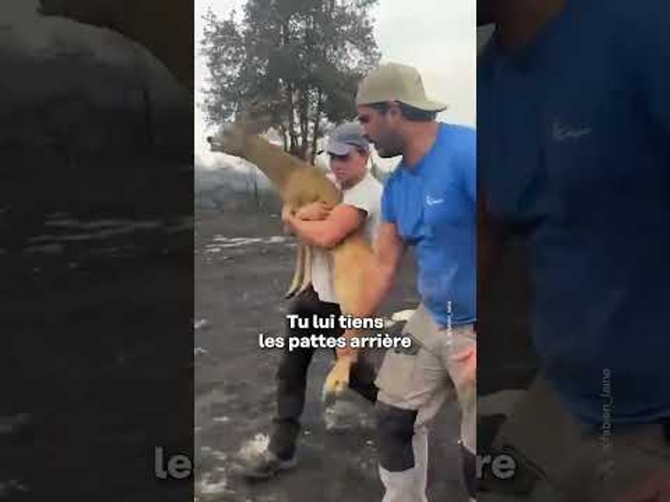 Sauvetage D'Un Animal En Gironde | Sauvetage d'...
