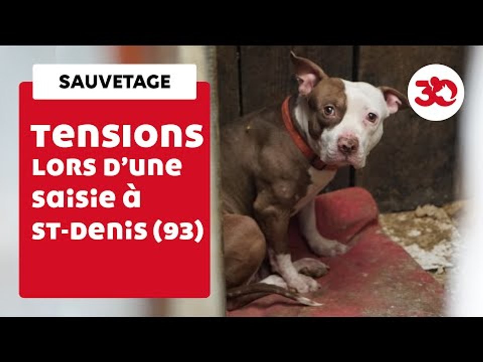 Tensions Lors D'Un Sauvetage De Chiens à Saint...