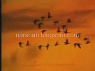 Unlucky Bird Funny Ads