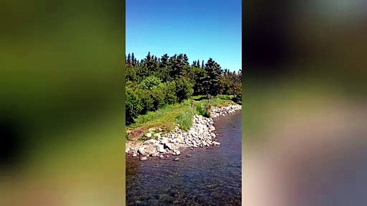 Grizzly Bear Snatches Salmon in Incredible Display of Wild Hunting