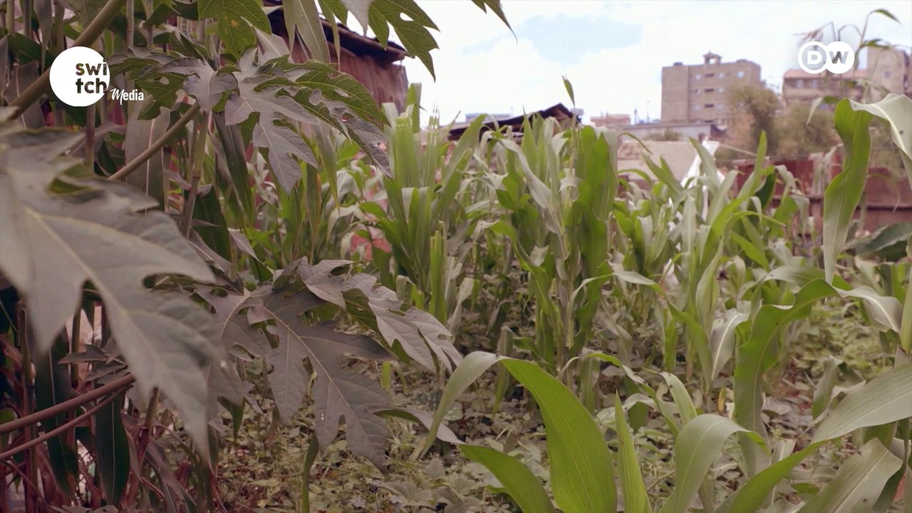 Growing food in the sand with algae || DW's Eco Africa